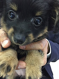 スタッフ紹介 江尻政磯 株式会社ユニホー 御器所営業所 Home S 不動産会社 不動産屋 の検索