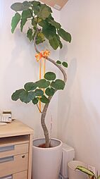 株式会社トレント不動産　ホームメイトFC 伊勢小俣店