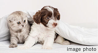 レーベン福住 LEGEND ARKS ペット可マンション