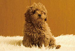 サンクレイドル京王八王子 設備