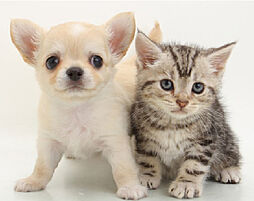 エクセレントシティ清瀬ザ・グレイス 設備