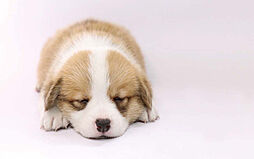 ガーラ・レジデンス湘南台 設備