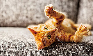 プレシス西葛西 ペット飼育可