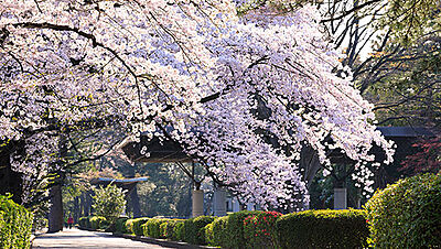 榴岡公園 （徒歩8分）