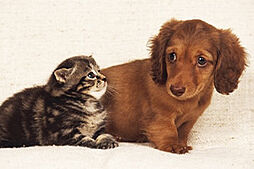 ミオカステーロ橋本II 設備