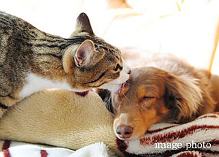 オープンレジデンシア星ヶ丘 ペット飼育可能