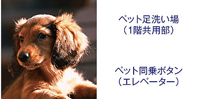 ペットと暮らす