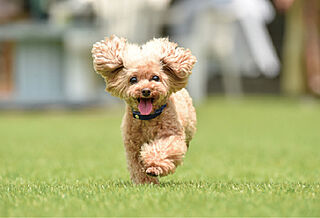 イノバス箱崎 愛するペットと過ごす楽しい暮らし