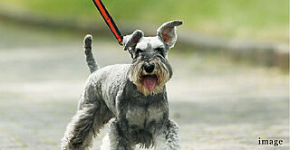 クレアホームズ松江大橋 ペット飼育可