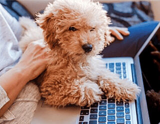 ウエリス浦和高砂 ペット飼育可