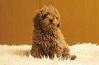 リビオシティ船橋北習志野ミッドレジデンス ペット飼育可
