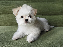 ブランズシティ千葉ニュータウン中央 設備