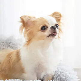 幕張ベイパーク　ブルームテラスタワー ペットOK