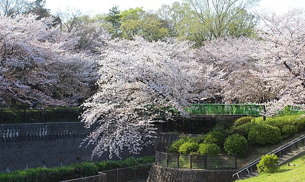 祖師谷公園の桜(徒歩18分)