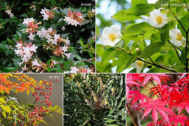 【【植栽計画】】景観を美しく整える、四季折々楽しむことが出来るこだわりの季節を彩る植栽です。