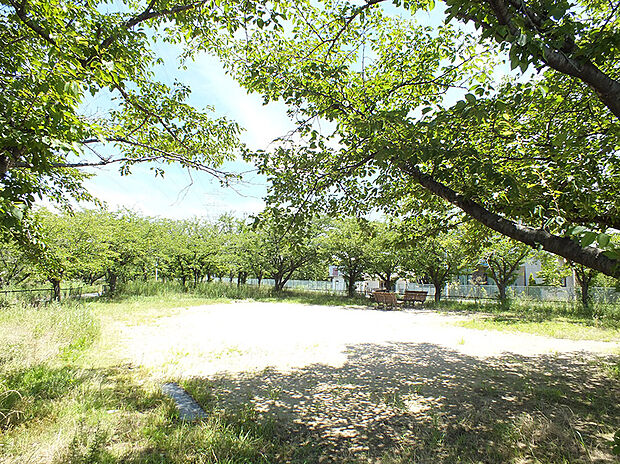 曽根小学校(約900m)