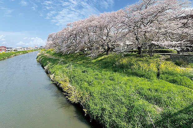 元荒川桜堤(現地より徒歩4分)