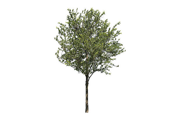 【【街を彩る植栽】】エゴノキ等のシンボルツリーがグリーンのアクセントを添え、緑豊かな街並みを演出しています。※植栽の種類は号棟により異なります。