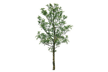 【四季のうつろいを身近に感じる植栽計画】