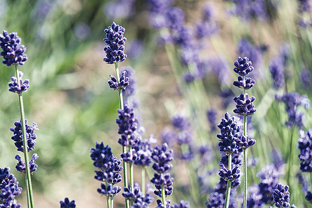 【【彩りと優しさで包み込む植栽】】シンボルツリーのオリーブをはじめ、ラベンダーやスティパなど四季折々に彩り、心を癒す植栽を選定しました。※号棟により採用状況が異なります。※画像はイメージです。