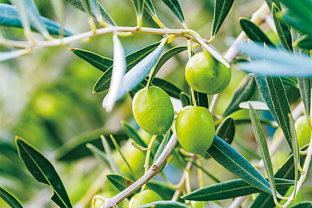 【【植栽計画】】お手入れ簡単な常緑樹や半常緑樹を中心に植栽を採用。心地よい庭空間を彩ります。※画像はイメージです。※号棟により採用状況が異なります。