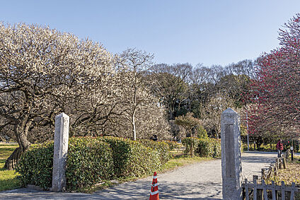 越谷梅林公園（現地より徒歩8分） 約640m