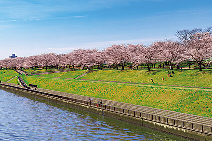 荒川赤羽桜堤緑地 2460m