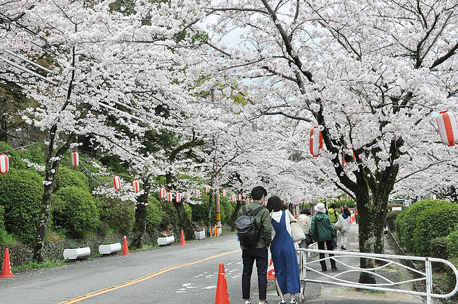 【レジャー】五月山公園の桜