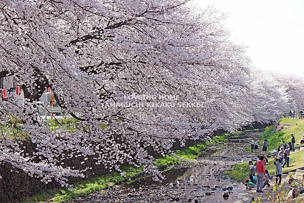 現地周辺の環境／東川桜並木　
桜の咲く頃になるとライトアップや町内会による提灯などが出され、夜桜も楽しめるので昼夜問わず多くの方が訪れる観光スポットとなっています。
