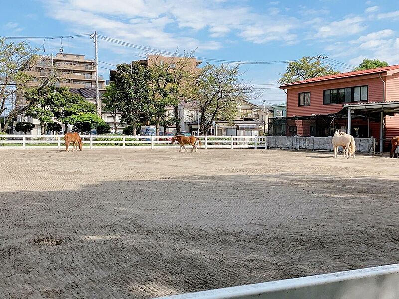 気軽にポニー乗馬を体験できます。