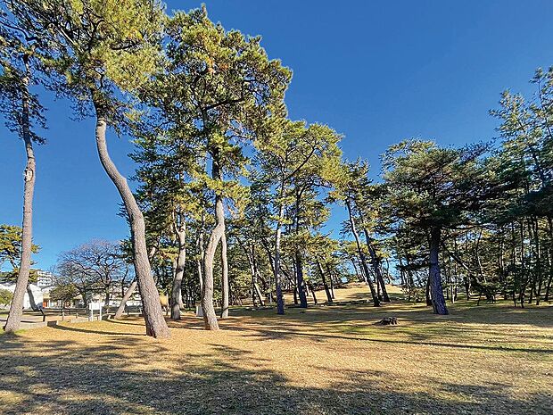 「稲毛公園」まで390m｜稲毛浅間神社に隣接する「稲毛公園松林」を含んだ緑豊かな公園。気分転換やウォーキングスポットとしても活躍。
