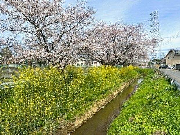 お花見スポット 持田南公園前用水路