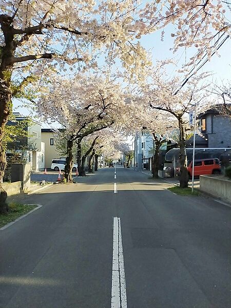 近隣の桜ヶ丘通りの桜並木（2023年4月撮影