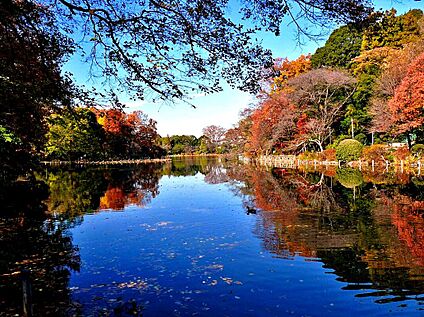 善福寺公園 約1200ｍ(徒歩約15分)