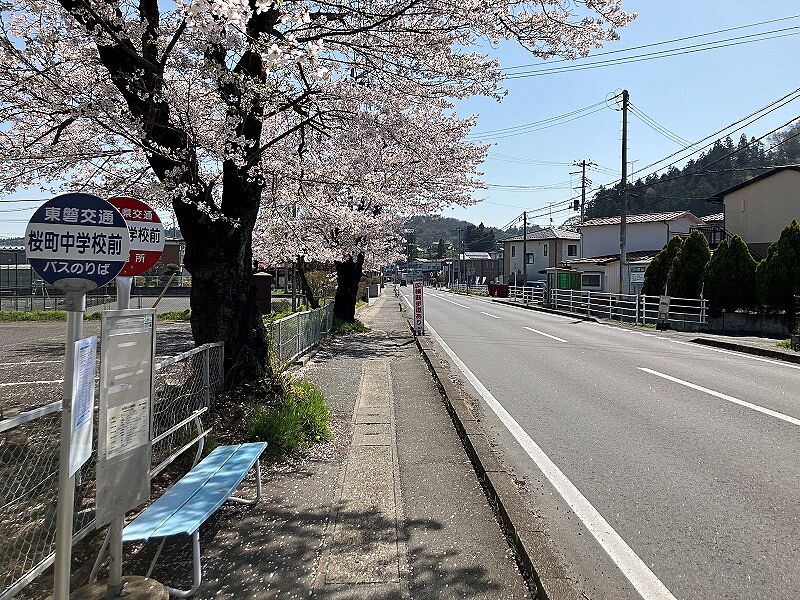 分譲地前の道路沿いには桜並木があり春らしい景色を楽しめます。(2024年4月撮影)