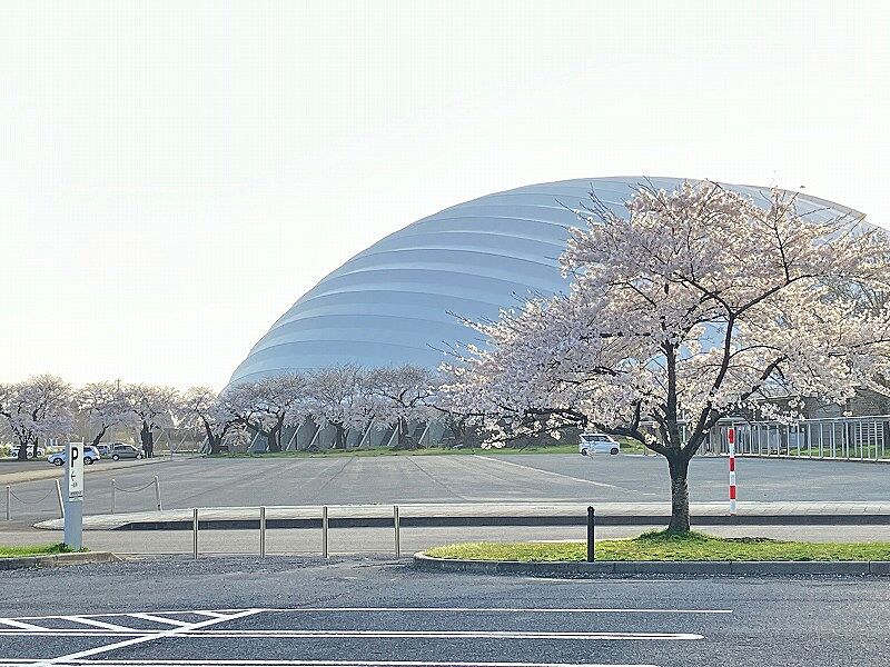 分譲地から約2.3kmのハチ公ドームには桜並木がありお散歩コースにおすすめです。