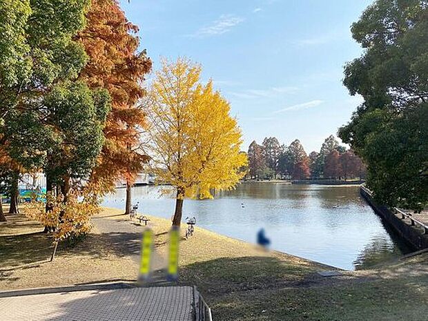 水元公園（約900m）