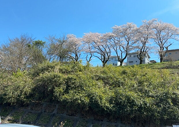 桜や紅葉の名所に出かける人は多いと思いますが、家にいながら季節の移ろいを感じる生活を送りませんか？リビングや窓から見える景色が生活を彩るワンポイントに！現地から見える景色を堪能してみては如何でしょう。