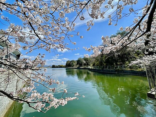 老司大池公園 (約1,092m)