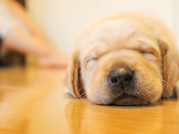 【【床暖房】】リビングには床暖房を標準で完備。空気を汚さずに室内を快適な温度に保ちますので、小さなお子様やご年配の方にも安心です