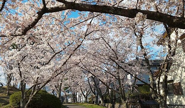 あすか野花の広場（約340m）