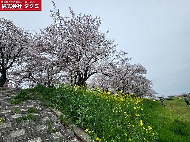 桜川の河川敷まで徒歩5分。お子様や愛犬たちと楽しい遊び場として最適です。ウォーキングなどにも行きやすいので、生活の質向上の場として利用できますね。