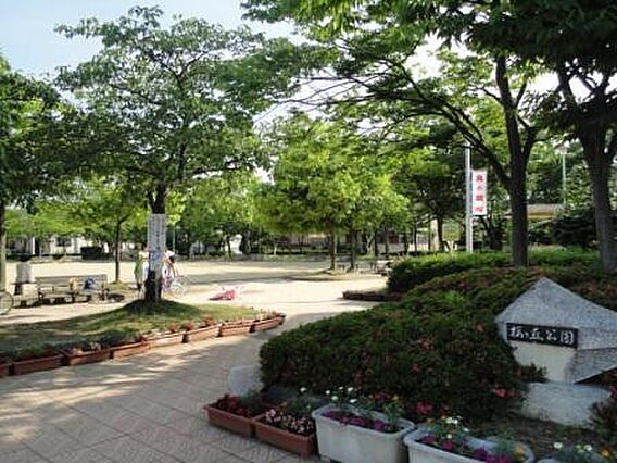 オリーブ_周辺_0