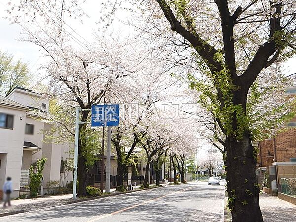 天神山通り桜並木 (860m)
