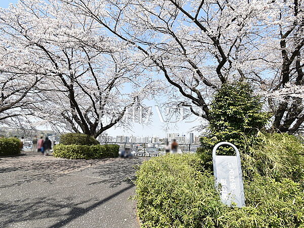 いろは坂桜公園 (330m)