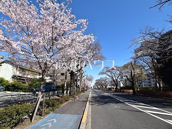 さくら通り(国立市富士見台1丁目～3丁目) (1000m)