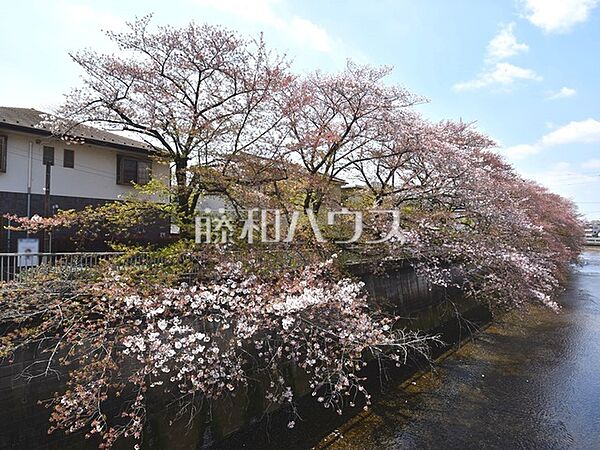 石神井川沿い桜並木(桜台) (970m)