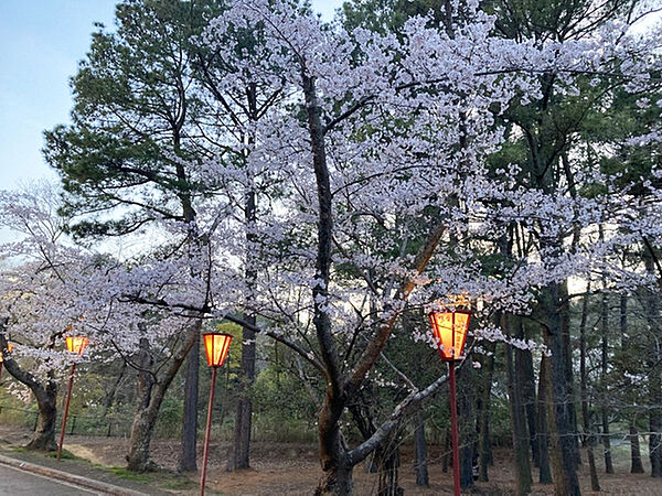 日岡山公園の桜　2026年4月3日撮影