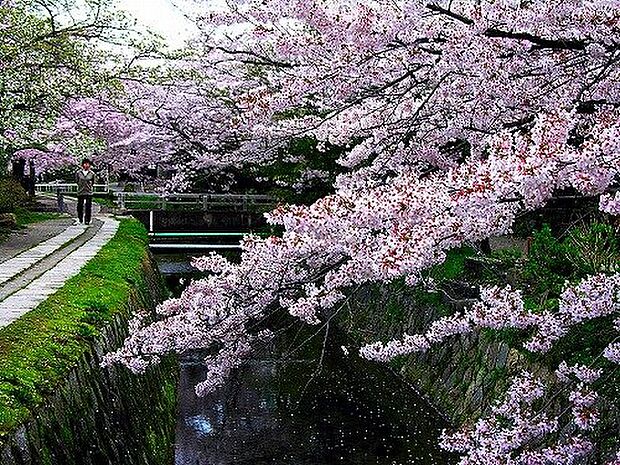 春には満開の桜が咲く「哲学の道」まで約1分