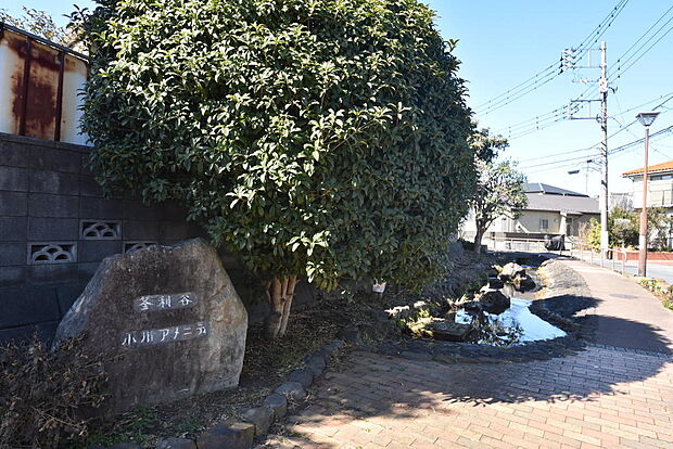 釜利谷小川アメニティ・・・四季の草木が咲く小川のある遊歩道です。